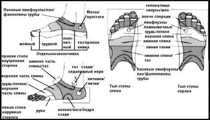 Массаж при хронической венозной недостаточности нижних конечностей - _47.jpg