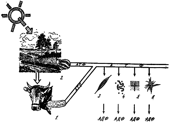 Эволюция биосферы - i_027.png