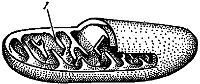 Эволюция биосферы - i_028.png