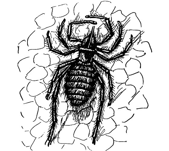 Чудесная пестрокрылка - i_035.png