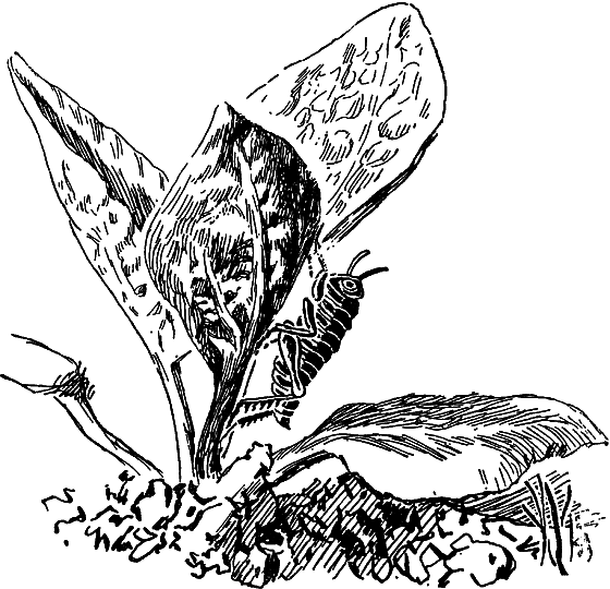 Чудесная пестрокрылка - i_038.png