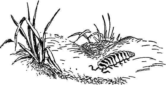 Чудесная пестрокрылка - i_039.png