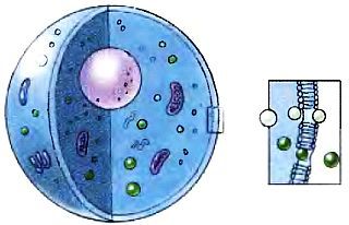 Анатомия йоги - _01.jpg_0