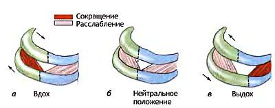 Анатомия йоги - _11.jpg_0