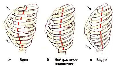Анатомия йоги - _12.jpg_0