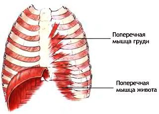 Анатомия йоги - _14.jpg_0
