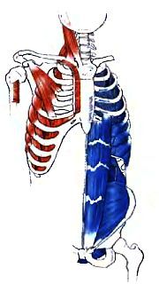 Анатомия йоги - _15.jpg_0