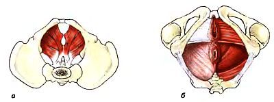 Анатомия йоги - _17.jpg_0