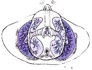 Анатомия йоги - _19.jpg_0