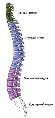 Анатомия йоги - _21.jpg_0