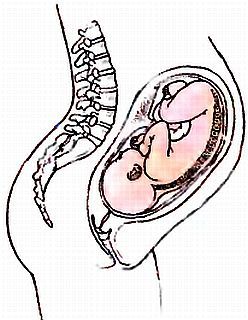 Анатомия йоги - _22.jpg_0