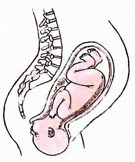 Анатомия йоги - _23.jpg_0