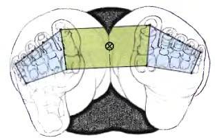 Анатомия йоги - _51.jpg