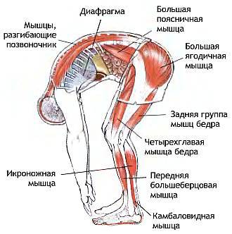 Анатомия йоги - _55.jpg