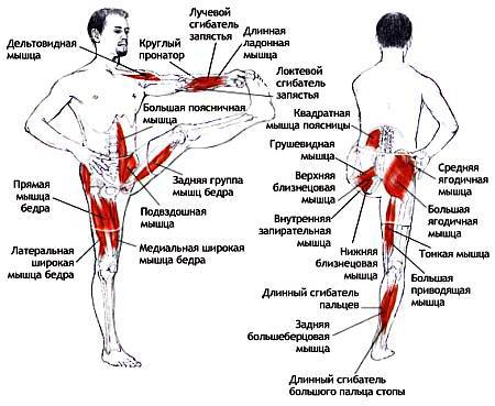 Анатомия йоги - _56.jpg