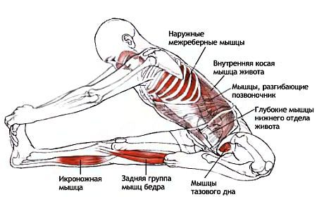 Анатомия йоги - _102.jpg