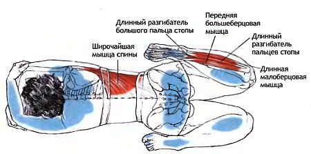Анатомия йоги - _110.jpg
