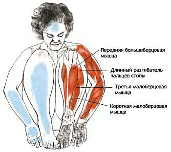 Анатомия йоги - _112.jpg