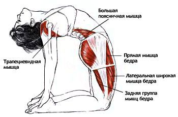 Анатомия йоги - _113.jpg