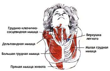 Анатомия йоги - _114.jpg