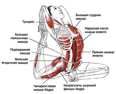 Анатомия йоги - _115.jpg