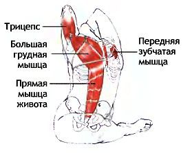 Анатомия йоги - _116.jpg