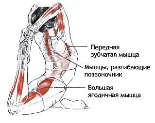 Анатомия йоги - _117.jpg
