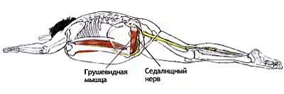 Анатомия йоги - _118.jpg