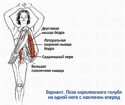Анатомия йоги - _119.jpg