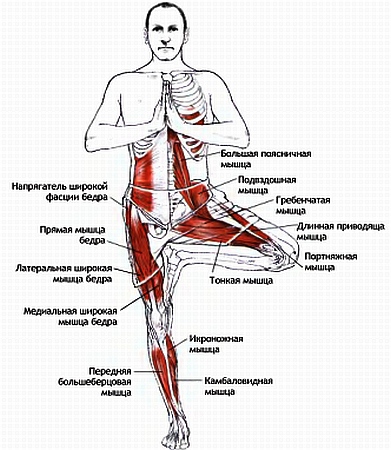 Анатомия йоги - _49.jpg