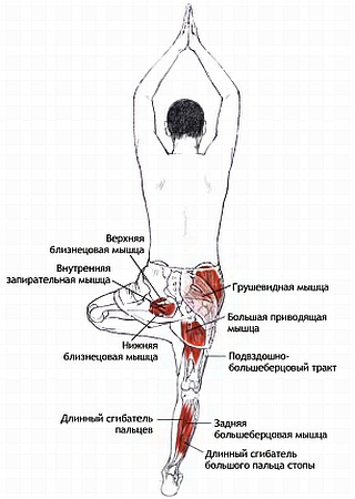 Анатомия йоги - _50.jpg