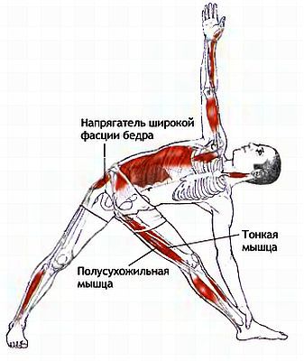 Анатомия йоги - _63.jpg