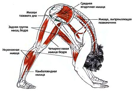 Анатомия йоги - _65.jpg