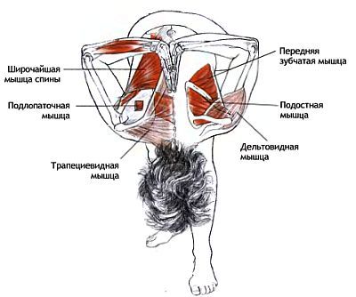 Анатомия йоги - _66.jpg
