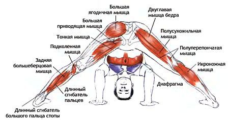 Анатомия йоги - _68.jpg