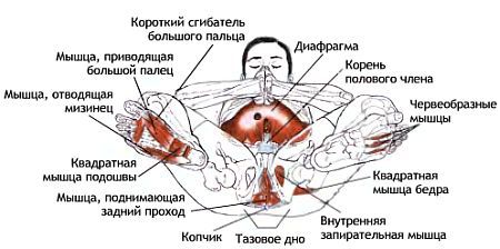 Анатомия йоги - _71.jpg