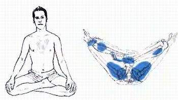 Анатомия йоги - _73.jpg