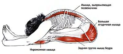 Анатомия йоги - _79.jpg