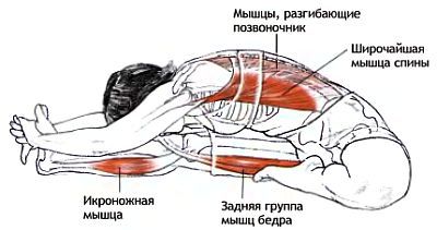 Анатомия йоги - _81.jpg