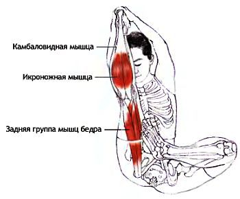 Анатомия йоги - _83.jpg