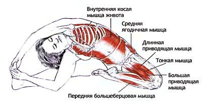 Анатомия йоги - _84.jpg