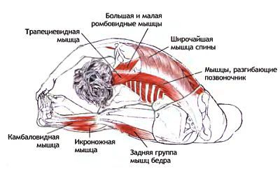 Анатомия йоги - _85.jpg
