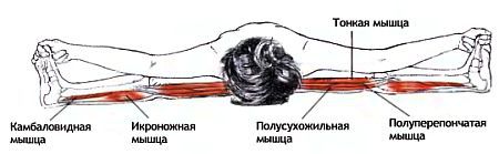 Анатомия йоги - _87.jpg