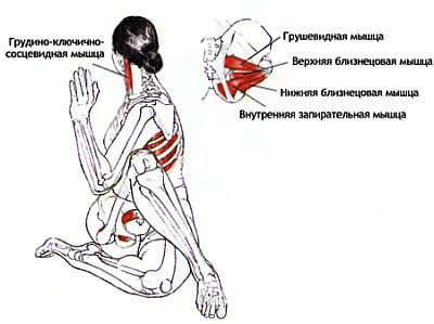 Анатомия йоги - _93.jpg