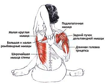 Анатомия йоги - _96.jpg