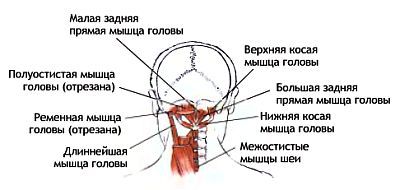 Анатомия йоги - _139.jpg