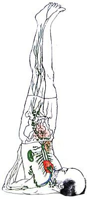 Анатомия йоги - _140.jpg