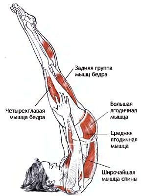 Анатомия йоги - _142.jpg