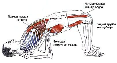 Анатомия йоги - _143.jpg