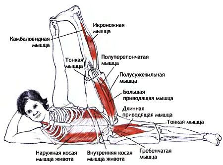 Анатомия йоги - _153.jpg